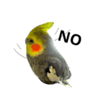 Bird 's daily life（個別スタンプ：8）