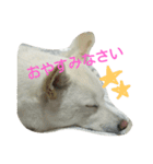 白柴もっちの日常スタンプ（個別スタンプ：6）