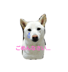 白柴もっちの日常スタンプ（個別スタンプ：7）