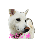 白柴もっちの日常スタンプ（個別スタンプ：14）