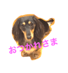 DAKS FACE 2（個別スタンプ：4）