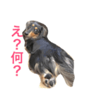 DAKS FACE 2（個別スタンプ：5）