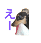 DAKS FACE 2（個別スタンプ：6）