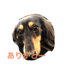 DAKS FACE 2（個別スタンプ：14）