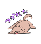 開脚ぽめらにあん（個別スタンプ：4）