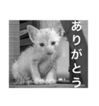 のらちゃん（個別スタンプ：3）