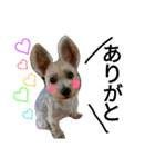 実写ワンコちゃん（個別スタンプ：3）