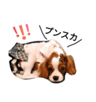 実写ワンコちゃん（個別スタンプ：10）