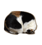 nya-san ago san（個別スタンプ：3）