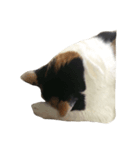 nya-san ago san（個別スタンプ：5）