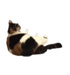 nya-san ago san（個別スタンプ：8）