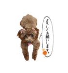 トイプードルのちゅらさん（個別スタンプ：6）