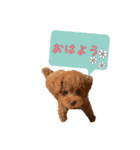 トイプードルのちゅらさん（個別スタンプ：10）