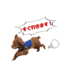 トイプードルのちゅらさん（個別スタンプ：14）