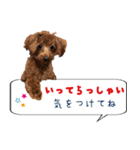 トイプードルのちゅらさん（個別スタンプ：18）