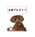トイプードルのちゅらさん（個別スタンプ：27）