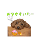 トイプードルのちゅらさん（個別スタンプ：28）