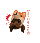 トイプードルのちゅらさん（個別スタンプ：31）