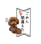 トイプードルのちゅらさん（個別スタンプ：33）