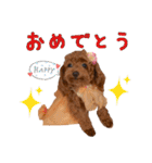 トイプードルのちゅらさん（個別スタンプ：38）