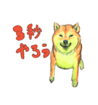 柴犬さんたち（個別スタンプ：1）