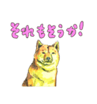 柴犬さんたち（個別スタンプ：21）