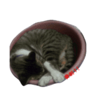 つねに眠る（個別スタンプ：5）
