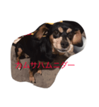 ginji＆purine（個別スタンプ：7）