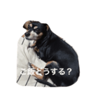 ginji＆purine（個別スタンプ：8）