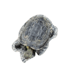 生き物。（個別スタンプ：1）
