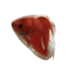 生き物。（個別スタンプ：6）