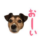 ジャックラッセルテリアのCOSMOちゃん（個別スタンプ：12）