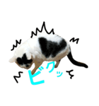 ふわわとわた2（個別スタンプ：1）