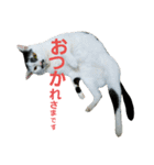 ふわわとわた2（個別スタンプ：2）