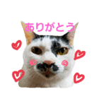 ふわわとわた2（個別スタンプ：4）