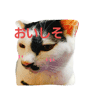 ふわわとわた2（個別スタンプ：10）