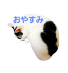 ふわわとわた2（個別スタンプ：16）