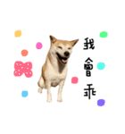 shiba inu princess coco（個別スタンプ：3）