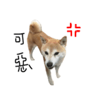 shiba inu princess coco（個別スタンプ：11）