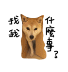 shiba inu princess coco（個別スタンプ：12）