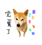 shiba inu princess coco（個別スタンプ：14）