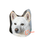 クランぽんだよ（個別スタンプ：3）