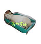 クランぽんだよ（個別スタンプ：7）