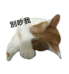 Be my cat（個別スタンプ：3）