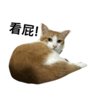 Be my cat（個別スタンプ：4）