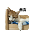 Be my cat（個別スタンプ：5）