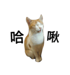 Be my cat（個別スタンプ：6）
