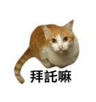 Be my cat（個別スタンプ：7）
