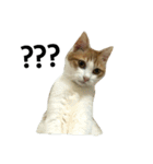 Be my cat（個別スタンプ：8）