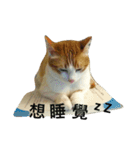 Be my cat（個別スタンプ：9）